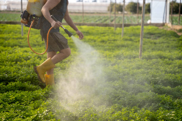 Best Insect Control  in Anna, IL