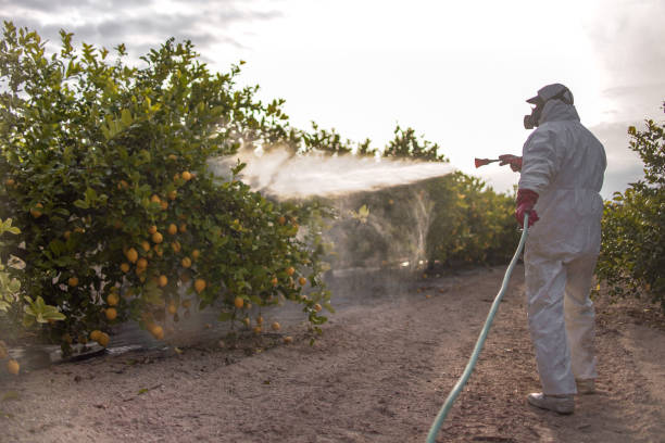 Best Affordable Pest Control Services  in Anna, IL
