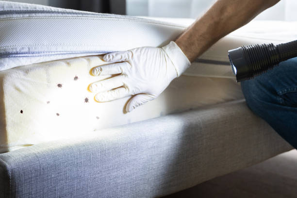 Best Affordable Pest Control Services  in Anna, IL