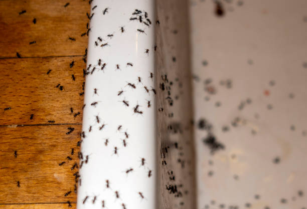 Best Pest Control Near Me  in Anna, IL
